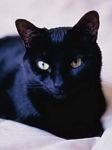 pic for Black Cat